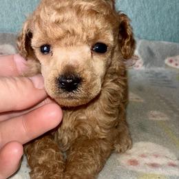 Tokyo - Apricot male Poodle puppy in Travelers Rest, South Carolina from Cotton Top