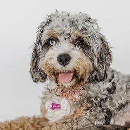 Riley  - Cockapoo