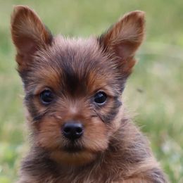 Australian Terriers and Standard Schnauzers from CopperTop Australian Terriers