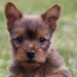 Australian Terriers and Standard Schnauzers from CopperTop Australian Terriers