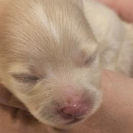 Boy 2 - Cream parti male Pomeranian puppy in West Sacramento, California from Northern Cali Pomskies
