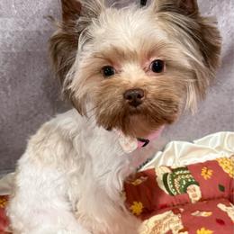 Beatrice - Tan and white female Yorkshire Terrier puppy in San Diego, Temecula, Ontario, California from Yorkie & Maltese Royalty