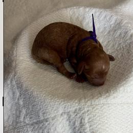 Ms Purple - Red female Cavapoo puppy in Nampa,, Idaho from Clig Doodle Days