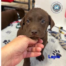 Lapis - Chocolate male Labrador Retriever puppy in Elloree, South Carolina from Moonlight Kennels LLC