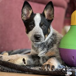 Australian Cattle Dog Puppies from Tin Roof Australian Cattle Dogs
