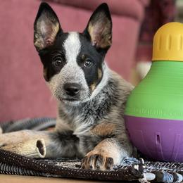 Australian Cattle Dog Puppies from Tin Roof Australian Cattle Dogs