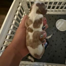 Blenheim Girl with queen spot - Blenheim female Cavalier King Charles Spaniel puppy in Columbia, South Carolina from Columbia Cavaliers