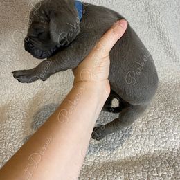 Great Dane Puppies from Parker's Great Danes