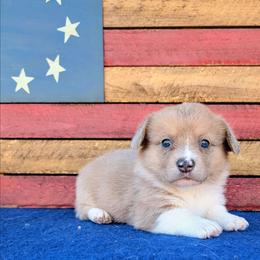 Kleo - Fawn merle female American Corgi puppy in Shawnee, Oklahoma from Sunray Ranch