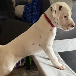 Snow - White and liver brown female Dalmatian puppy in Hastings, Florida from Love My Spotty Dalmatians