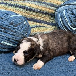 Zuri - Black and white female Sheepadoodle puppy in Chesapeake, Virginia from Doodle-Cove