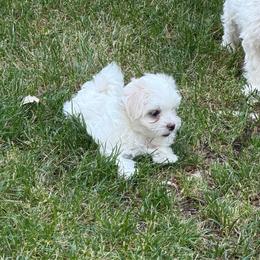 Spring's Blooming Madeline MFK AKA Maddy - White female Maltese puppy in Calhan, Colorado from Millennium Falcon Kennels