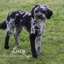 Lucy - Aussiedoodle
