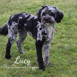 Lucy - Aussiedoodle