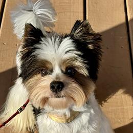 Hank - Black tan and white male Biewer Terrier puppy in New Smyrna Beach, Florida from FronkLinn Kennel