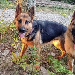 German Shepherds from Shagbarkwood Farm