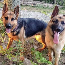 German Shepherds from Shagbarkwood Farm