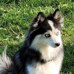 Winnie - Pomsky