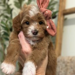Grumpy Bear - Teal Collar - Red  female Goldendoodle puppy in Blanchard, Oklahoma from Dream Doodles by Dondi