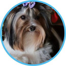 Nadia - Biewer Terrier