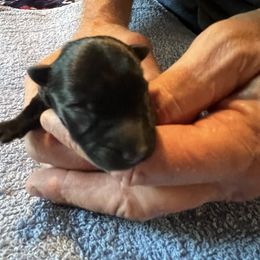 Boy 2 - Black male Scottish Terrier puppy in Asheboro, North Carolina from Gail's Scottish Terriers