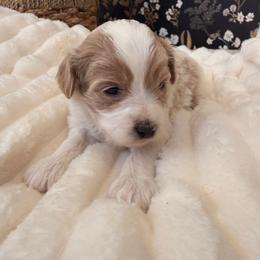 Dorothy - Blenheim female Cavapoo puppy in Redding, California from O’Hara  Doodles