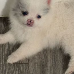 Pua - Blue merle male Pomeranian puppy in Rockford, Alabama from Wickedly Cute Puppies