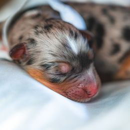 Australian Shepherd, Miniature Australian Shepherd, and Toy Australian Shepherd Puppies from Salty LeBlanc Aussies