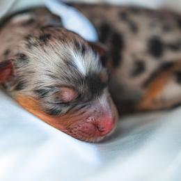 Australian Shepherd, Miniature Australian Shepherd, and Toy Australian Shepherd Puppies from Salty LeBlanc Aussies