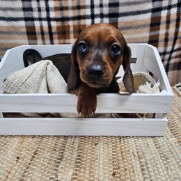 Willow 2200 - Red female Dachshund puppy in Anaconda, Montana from Montana Country Dachshunds