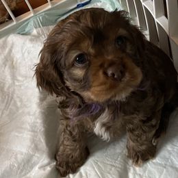 Cocker Spaniel Puppies from Kaleidoscopic Creations