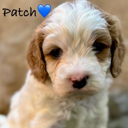 Cavapoo and French Bulldog Puppies from Ponderosa Frenchies and Cavapoo’s