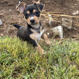 Blk tux male 5 - Black and white female Teddy Roosevelt Terrier puppy in Robards, Kentucky from Dream Tree Kennel