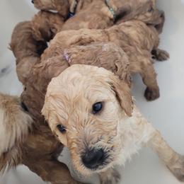 Goldendoodle Puppies from 3 Willows Goldendoodles