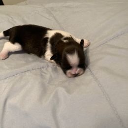 Shih Tzu Puppies from Irish Eyes ShihTzu