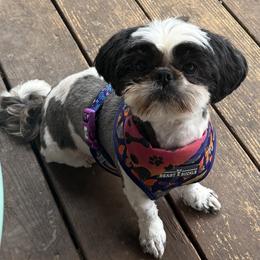 Berkeley - Black and white female Shih Tzu puppy in Berkeley Springs, West Virginia from Sandridge Shih Tzus