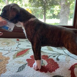 Boxer Puppies from Jewel Ridge