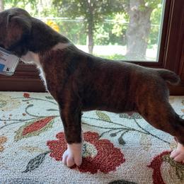 Boxer Puppies from Jewel Ridge