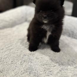 Tux - Black male Pomeranian puppy in Ukiah, California from Puffball Poms