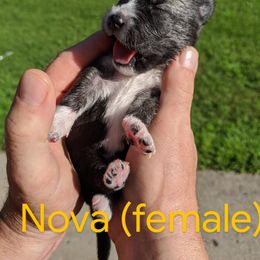 Pomsky Puppies from Paw-lenty of Pomskies