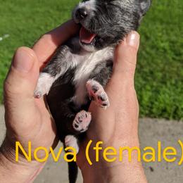 Pomsky Puppies from Paw-lenty of Pomskies