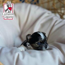 Max - Black tan and white male Biewer Terrier puppy in California from Corazon de gigante