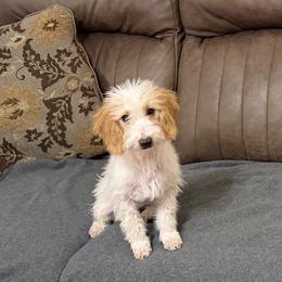 Minnie, Orange Collar - Parti female Goldendoodle puppy in Valley Center, Kansas from The Goldendoodle Gal