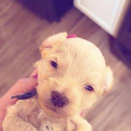 Bowie - Cream male Cockapoo puppy in Denver, Pennsylvania from Greenview Puppies
