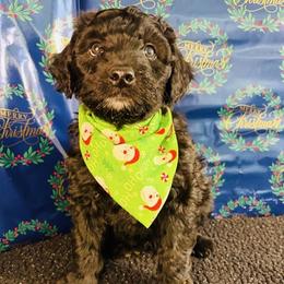 Aussiedoodle, Goldendoodle, and Labradoodle Puppies from Loyal Doodles
