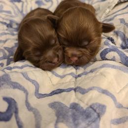 Shih Tzu Puppies from Tammy's Shihtzu Shack