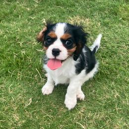Red - Tri-color male Cavalier King Charles Spaniel puppy in Forney, Texas from Small Town Cavaliers