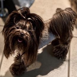 Mahogani - Yorkshire Terrier