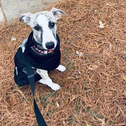 Whippet Puppies from Smithfield Park