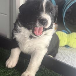 Australian Shepherd Puppies from White Oak Aussies